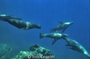Seals. by Rick Tegeler 